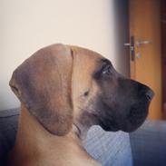 Grand danois Maxidan's Sound of Music