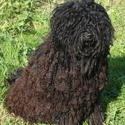 Puli Gaia