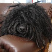 Puli Gaia