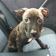 Staffordshire bull terrier Chiva