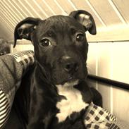 Staffordshire bull terrier Chiva