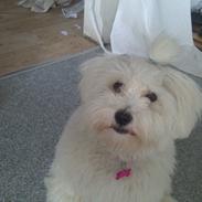 Coton de tulear Emma