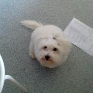 Coton de tulear Emma