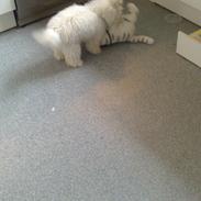 Coton de tulear Emma