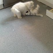 Coton de tulear Emma