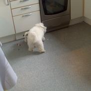 Coton de tulear Emma