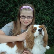Cavalier king charles spaniel Bailey (Drøm sødt min skat)