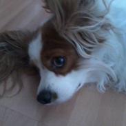 Cavalier king charles spaniel Bailey (Drøm sødt min skat)