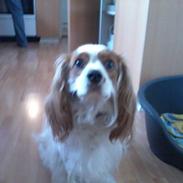 Cavalier king charles spaniel Bailey (Drøm sødt min skat)