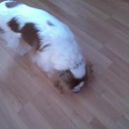 Cavalier king charles spaniel Bailey (Drøm sødt min skat)