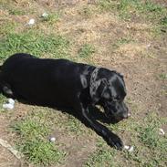 Blanding af racer Kandi