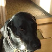 Blanding af racer Kandi