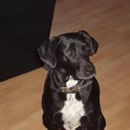 Blanding af racer Kandi