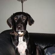 Blanding af racer Kandi