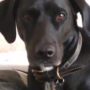 Blanding af racer Kandi