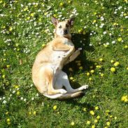 Blanding af racer | Cille