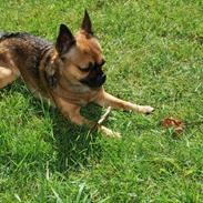 Blanding af racer Chester