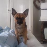 Blanding af racer Chester