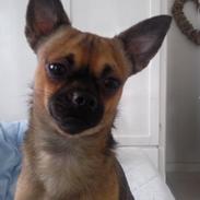 Blanding af racer Chester