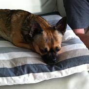 Blanding af racer Chester