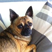 Blanding af racer Chester