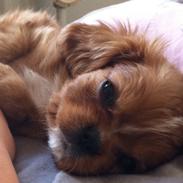 Cavalier king charles spaniel Freja