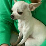 Chihuahua Lykke