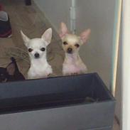 Chihuahua Lykke