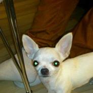 Chihuahua Lykke