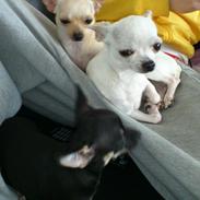 Chihuahua Lykke
