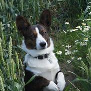 Welsh corgi cardigan Zappa