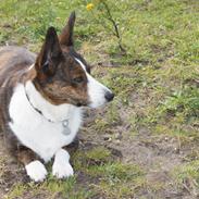 Welsh corgi cardigan Zappa