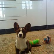 Welsh corgi cardigan Zappa