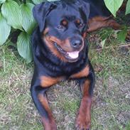 Rottweiler Ai-Jen-Caia