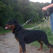 Rottweiler Ai-Jen-Caia