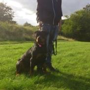 Rottweiler Ai-Jen-Caia