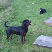 Rottweiler Ai-Jen-Caia