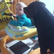 Rottweiler Ai-Jen-Caia