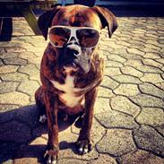 Boxer Kenzo ##RIP##