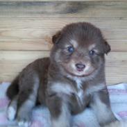 Finsk lapphund Fenja