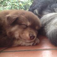 Finsk lapphund Fenja
