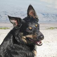 Blanding af racer Gucci *treben*<3