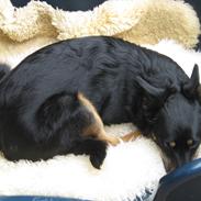 Blanding af racer Gucci *treben*<3