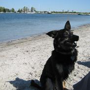 Blanding af racer Gucci *treben*<3