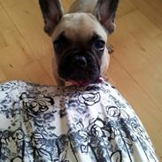 Fransk bulldog Marley