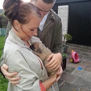 Fransk bulldog Marley