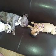 Fransk bulldog Marley