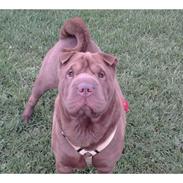 Shar pei Betty
