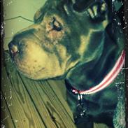 Shar pei Betty