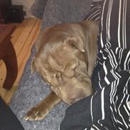 Shar pei Betty